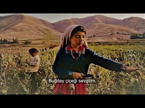 Pari Zanganeh-Gole Gendom -پري زنگنه - گل گندم/