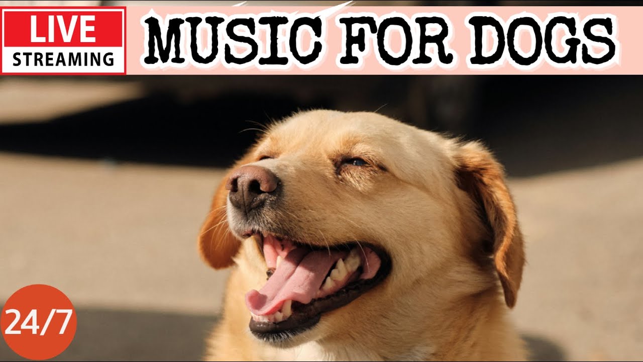 🔴[LIVE] Dog Music🎵 Dog Calming Music🐶Anti Separation anxiety Relief💖Soothing Sleep Music for Dogs🔴３