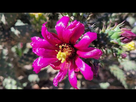 Cane Cholla cactus (Cylindropuntia Imbricata)/Viany Shy