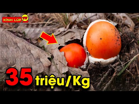 🔥8 Most EXPENSIVE Vegetables in the World That Only the Super Rich Can Dream of | TV Magnifying G...