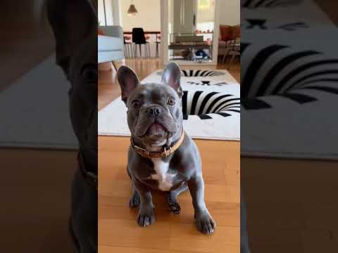 Optical Illusion Hole Rug Reactions – Part 5: The Rug That Breaks Every Dog’s Brain (15 Min)