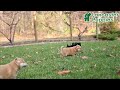 Shiba Inu dogs for sale: Goldie - Video 1