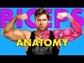 Biceps Anatomy Breaking Down The Best Bicep Exercises For Maximum GROWTH