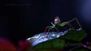 Crickets and Rain (on metal roof) – 10 Hour Sleep Sound – Ambience, Soundscape