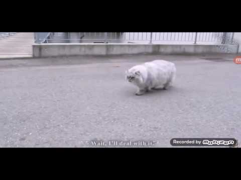 Les gros mots 2 - parole de chat