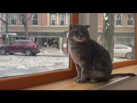 Cruisin’ Connecticut: Still looking for the purrfect Valentine? Cuddle with cats at Mew Haven Cat Ca