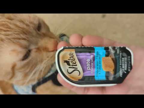 Expert Review: Sheba Cat Pate - Good or Bad?