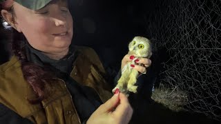 Nighttime owl research | Check It Out with Chelsea