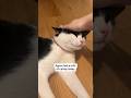 My Tuxedo Kitten Had A Lot Of Catnip Today Tuxedocat Catvideos
