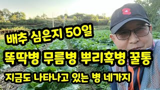 배추 심은지 50일 병 네가지 똑딱병 무름병 뿌리혹병 꿀통 [배추재배방법]