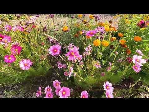 Ein Blick in den Sonnengarten der Landesgartenschau Fulda