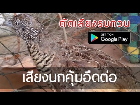 เสียงนกคุ้มอืด (ตัดเสียงรบกวน) Video
