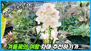꽃시장 가시면 꼭 사오라고 말 못하겠는 겨울꽃의 여왕... 일단 보고 결정하세요 ㅋㅋㅋ