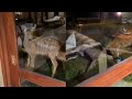 Kudu Being Admired From Tourist’s Room Gets Caught by Hyena