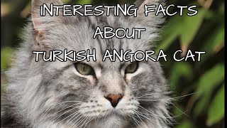 INTERESTING FACTS ABOUT TURKISH ANGORA CAT