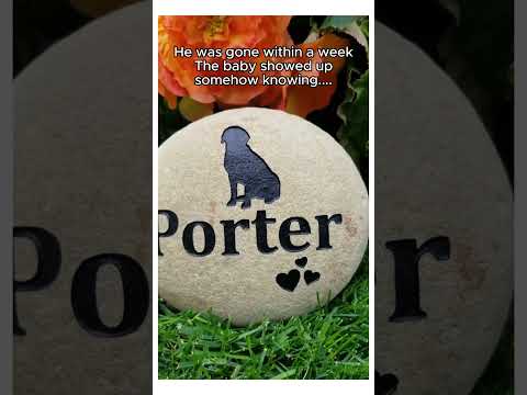 Animal have feelings ❤️ #wholesome #animals