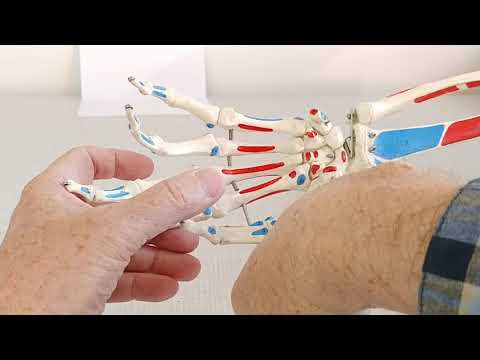 Anatomia w pigułce. Kości ręki. Podstawy.