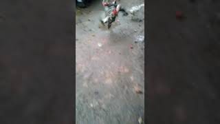 Download lagu Ayam magon mp3 Download lagu Ayam magon mp3