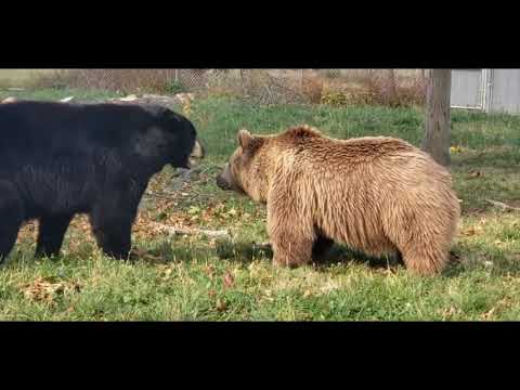 image-Which is worse a black or brown bear?