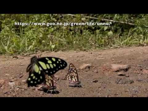 キルヌスタイマイの飛翔　Graphium cyrnus