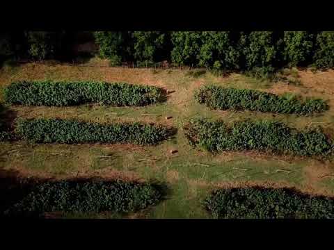 Nos faisans en volière