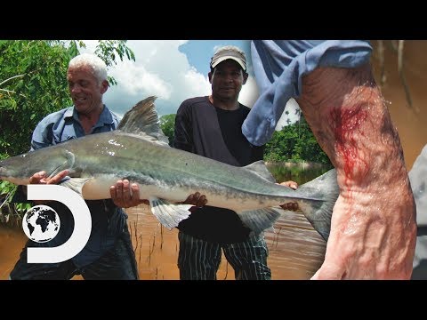 Jeremy Is Bitten By A Huge Piraiba Catfish In The Amazon Rivers | River Monsters