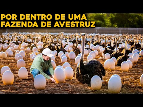 How does an ostrich farm work? The biggest egg in the world!