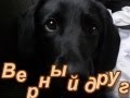 Верный друг 