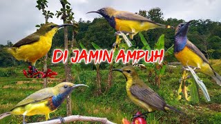 Download lagu Suara Pikat Sogon terbaru belum banyak yang pakai mp3 ini mp3
