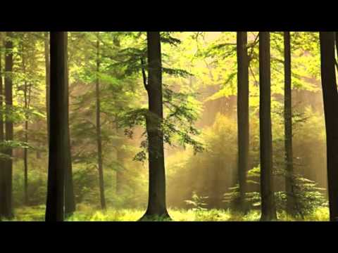 DIN COPILARIE - music: TONI URSACHI; lyrics: ANDREI MAFTEI