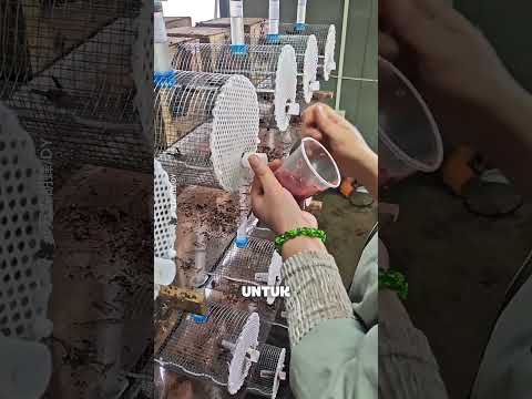 Rahasia di Balik Budidaya Tawon dalam Tabung Kecil