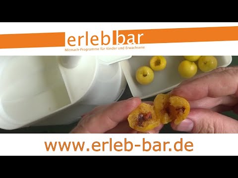 Kleines ABC der Erntehilfen – Wildpflaumen ernten und entsteinen