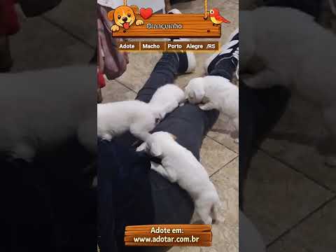 Vídeo de Branquinho