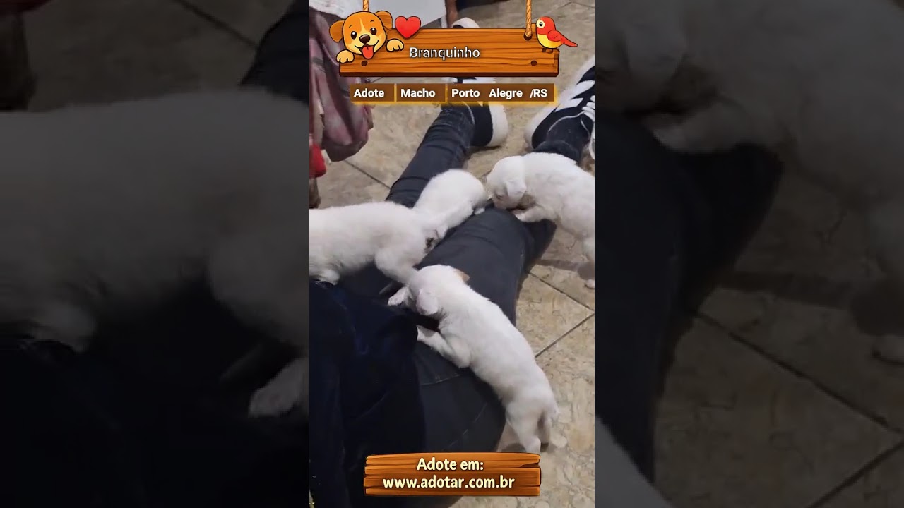 Cachorro raça SRD-ViraLata idade Abaixo de 2 meses nome Branquinho