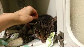 Corrinne 17786 - Sweet gentle senior lovebug