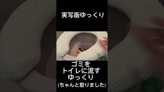 ゴミをトイレに流すゆっくり実写版 #ゲーム #ゲーム実況 #実況 #検証