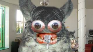 MF From Hell by The Datsuns, played by angry chinchillas!