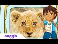 Let S Learn About Lions W Diego Noggin