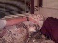 Weird Cat Bear Cat Attack