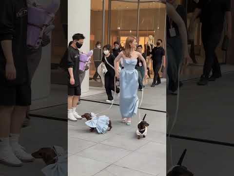 Zhao Lusi & Her Cute Dog 🐾💕 – Mall Day Vibes #shorts #zhaolusi #赵露思 #kdrama