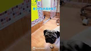 見つけられるかな？#shorts