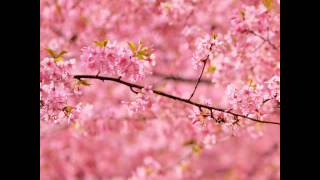 Timo Rautiainen - Lintu