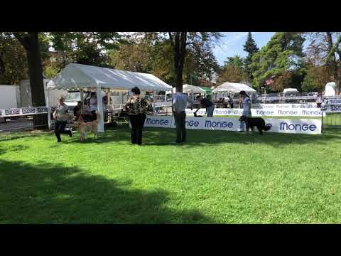 Enormous Surprise Surprise | Gradisca d'Isonzo 2019