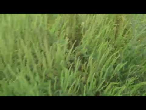 Ambrozija i druge biljke u borbi za opstanak., Prilagodi se ili nestani!