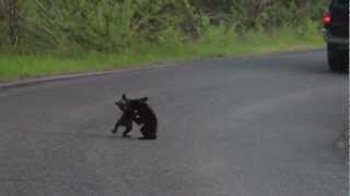 Baby Bears Fighting on the Highway