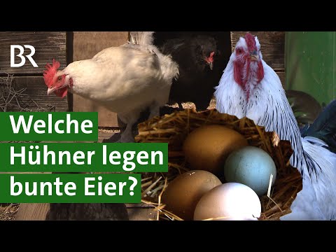 Von Natur aus bunt: Diese Hühner legen farbige Eier | Hühnerhaltung | Ostern | Unser Land | BR