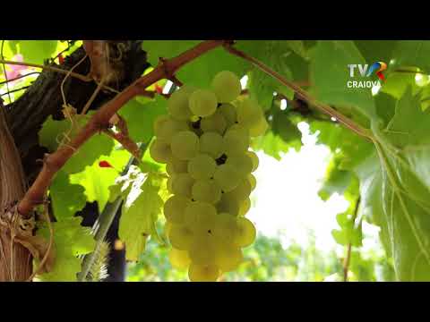 Promo SATUL BANU MĂRĂCINE - duminică, 3 decembrie, la TVR Craiova