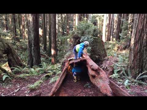 Campbell kids go to Arcata Community Forest