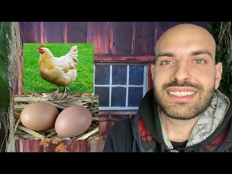, title : 'كيف أجعل الدجاجة تبيض بيضتين في اليوم الواحد'