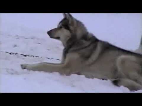Alaska Alaska
